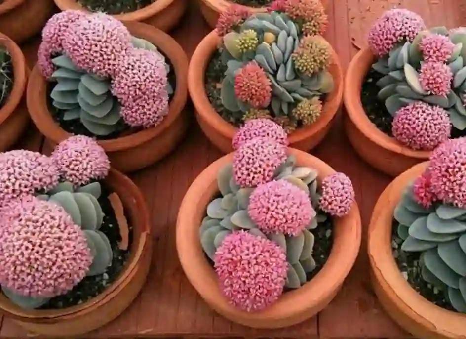 Gaziantep'te, Evinize Bereket ve Huzur Katacak 8 Şifalı Bitki! 1